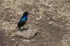 2_DSC_0178.JPG